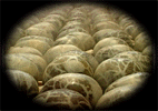 Haggis Cooling